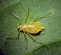 Macrosiphum tuberculaceps