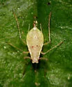 Macrosiphum violae - Macrosiphum violae