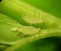 Macrosiphum willamettense