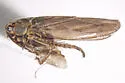 Macrosteles arizonus