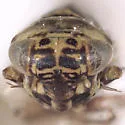 Macrosteles arizonus - photo 3
