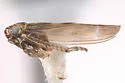 Macrosteles bandii