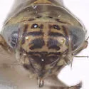 Macrosteles bandii - photo 3
