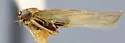 Macrosteles bifurcatus