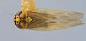 Macrosteles bifurcatus - photo 2