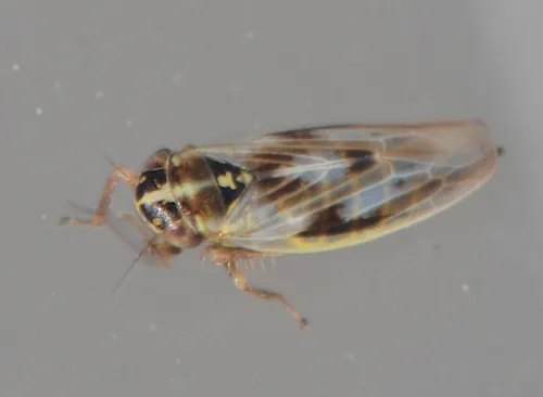 Macrosteles borealis