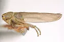 Macrosteles claridgei