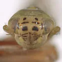 Macrosteles claridgei - photo 3