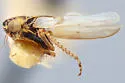 Macrosteles curvatus