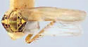 Macrosteles curvatus - photo 2