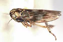 Macrosteles divisus