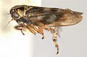 Macrosteles divisus - photo 2