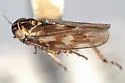 Macrosteles divisus - photo 3