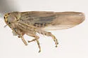 Macrosteles elegans