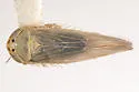 Macrosteles elegans - photo 2
