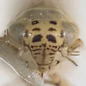Macrosteles elegans - photo 3
