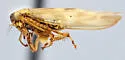 Macrosteles elongatus