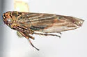 Macrosteles fieberi