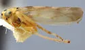 Macrosteles frigidus