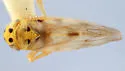 Macrosteles frigidus - photo 2