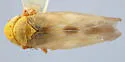 Macrosteles galeae - photo 2