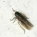 Macrosteles guttatus