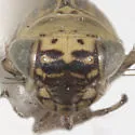 Macrosteles hastatus - photo 3