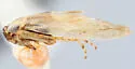Macrosteles hizemus