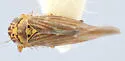 Macrosteles informis - photo 2
