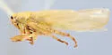 Macrosteles inundatus