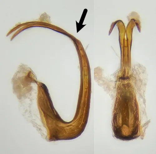 Macrosteles laevis - photo 2