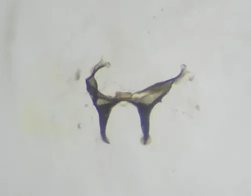 Macrosteles laevis - photo 3