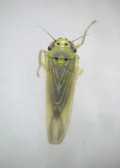 Macrosteles laevis - photo 4