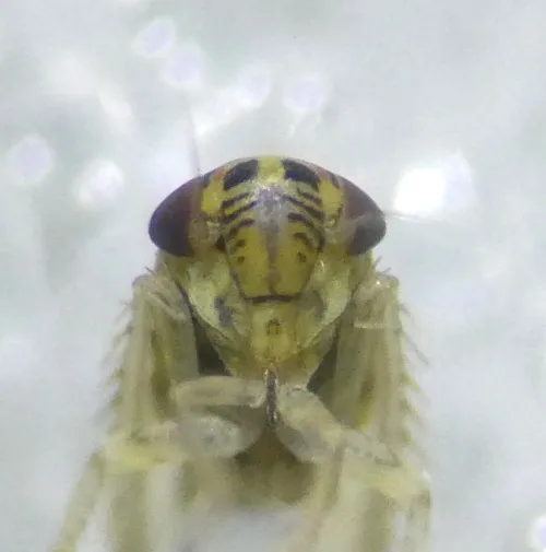 Macrosteles laevis - photo 6