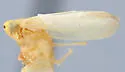 Macrosteles lagus