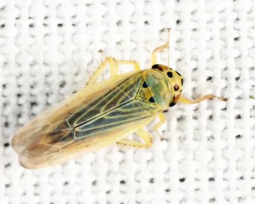 Macrosteles lepidus