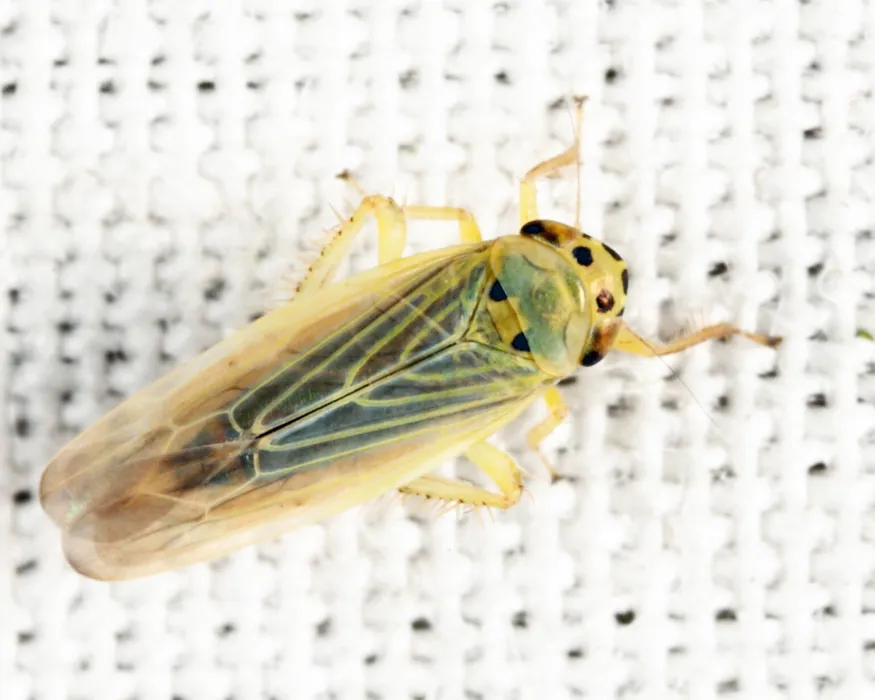 Macrosteles lepidus - photo 2