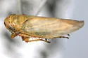 Macrosteles lineatifrons