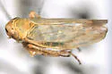 Macrosteles lineatifrons - photo 2