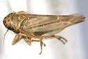 Macrosteles lineatifrons - photo 3