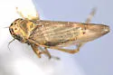 Macrosteles lineatifrons - photo 4