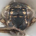 Macrosteles nielsoni - photo 3