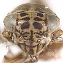 Macrosteles omani - photo 3