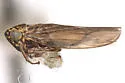 Macrosteles oregonensis