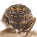 Macrosteles oregonensis - photo 3
