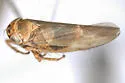 Macrosteles pallidus