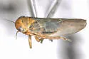Macrosteles pallidus - photo 2