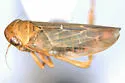 Macrosteles pallidus - photo 3