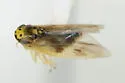 Macrosteles parvidens