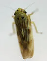 Macrosteles parvidens - photo 2